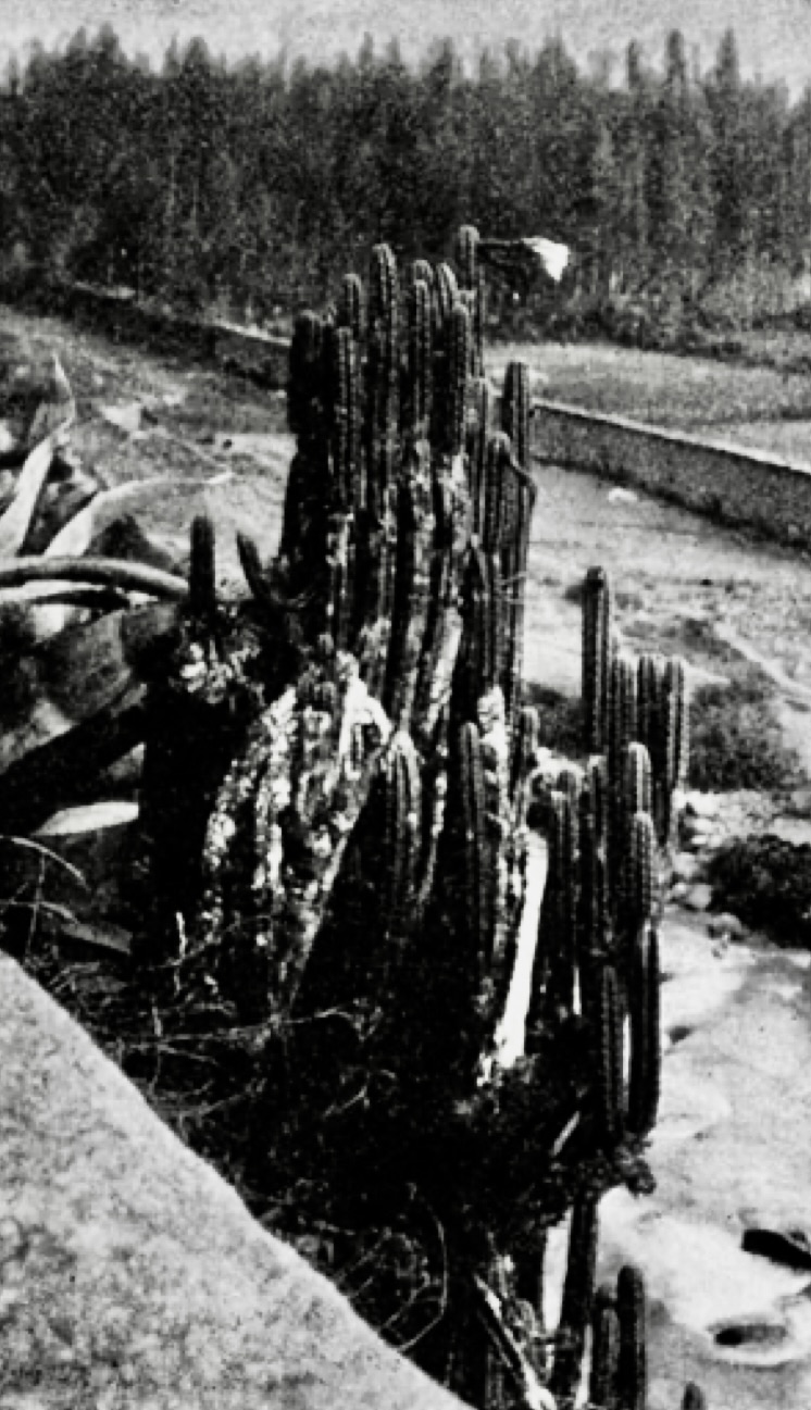 Photo of a T. macrogonus var. pachanoi plant with many branches growing on an overlook near Cuenca, Ecuador, 1918, from Britton and Rose's The Cactaceae, Volume 2.